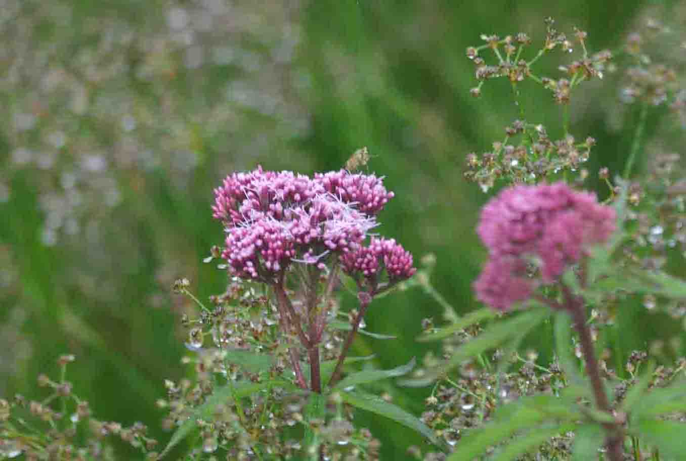 Valerian root herbal treatment